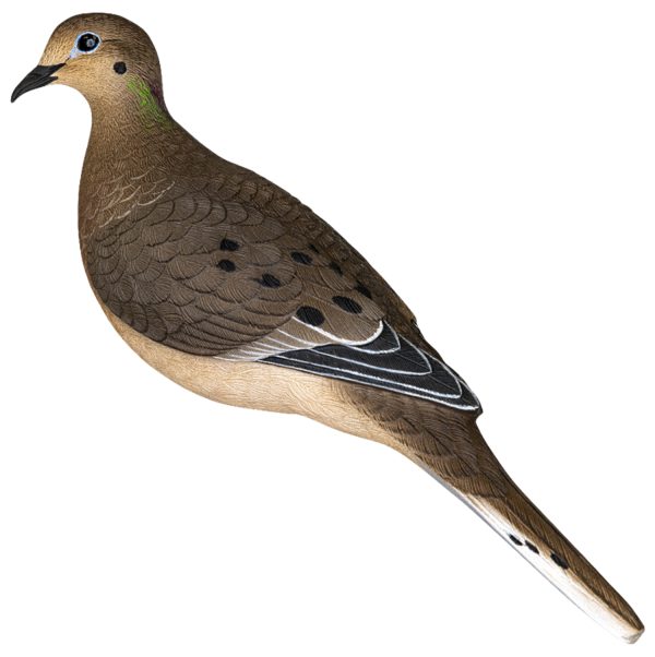 "Avian X AVX-DOVE-6PK  Full Body Dove Multi-Color 6 Pack"
